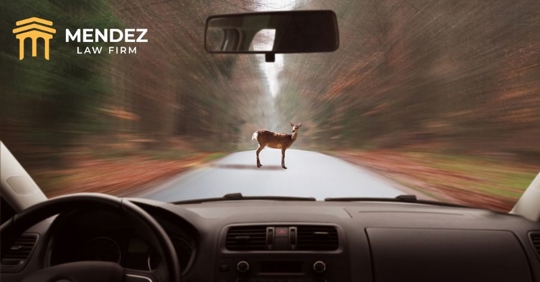 driving with deer on road